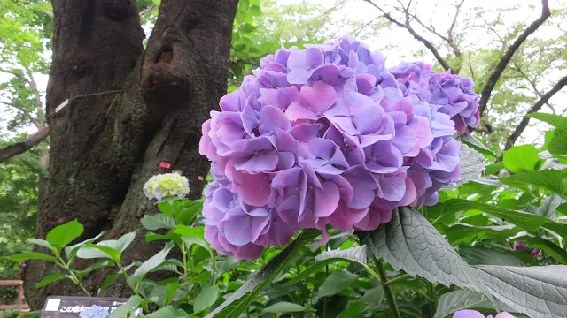 井の頭公園の紫陽花