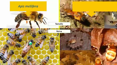 ¿Cuáles son las diferencias entre las abejas melíferas y las abejas sin aguijón?
