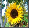 Sunflowers by Here I Am/Carrie