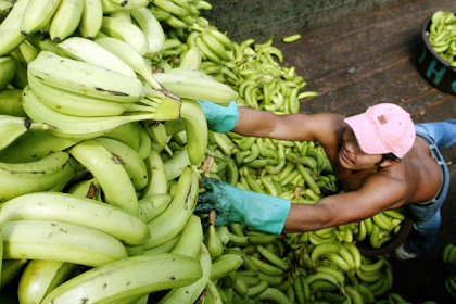 Negara Ini disebut "Republik Pisang"