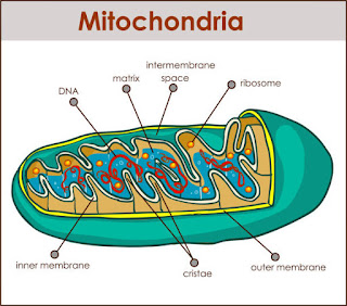  Mitochondria