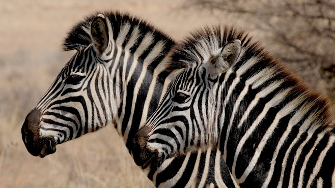 Zebra conservation efforts