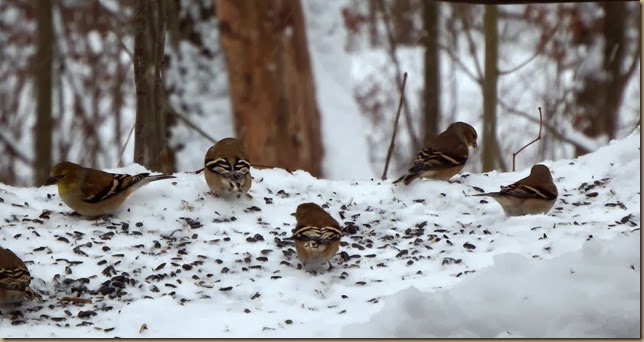 gold finches feeding on ground resized