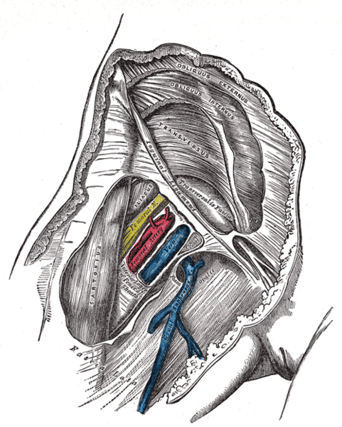 MEDICAL IMAGES: FEMORAL TRIANGLE