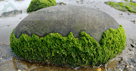 Algas-e-Briófitas-Explorando-os-Menores-Heróis-da-Natureza