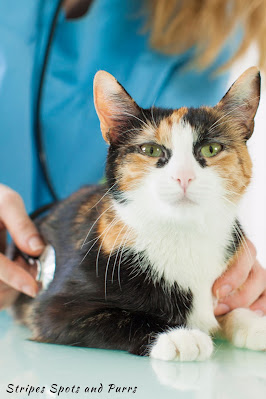 Cat at vet for common illness