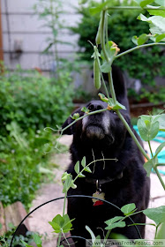 picture of Simon sniffing pea pods in the garden.