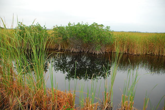 Everglades National Park's Ten Thousand Islands