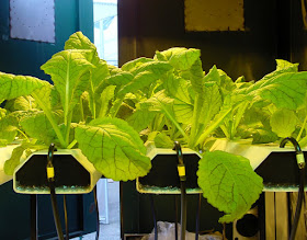 Hydroponics sideview