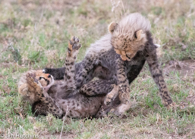 cheetah cubs   africa kenya kicheche maasai