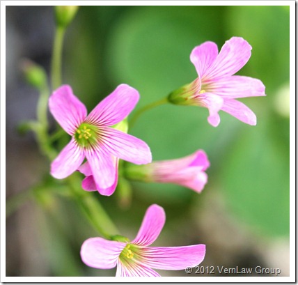 Natural IMG_5698