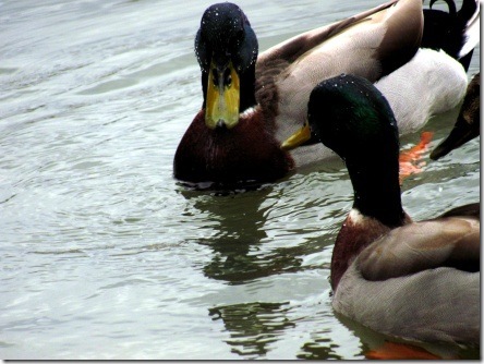 mallards