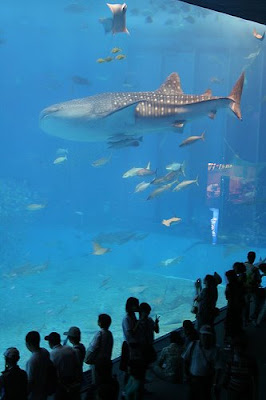 Okinawa Churaumi Aquarium (2) 2
