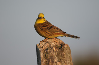 Male Yellowhammer