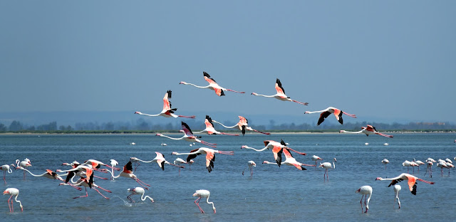 Chilika Lake, Odisha