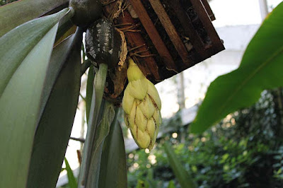 Бульбофиллум фаленопсис (Bulbophyllum phalaenopsis)