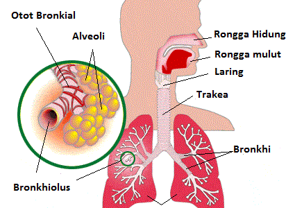 Ringkasan 5 Tahapan Sistem Respirasi Pada Manusia Lengkap 