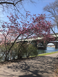 A blossoming tree hanging over a walking path by the river.