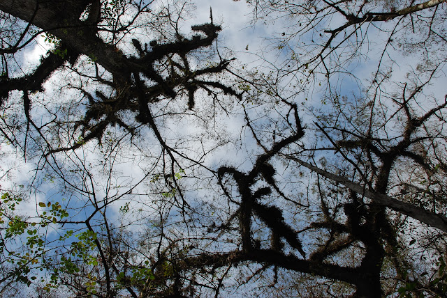 Audubon Corkscrew Swamp Sanctuary
