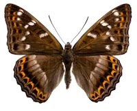 Significado-de-la-mariposa-marrón