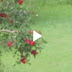 #Bird Los Campesinos en Antioquia lo llaman Cabecita roja