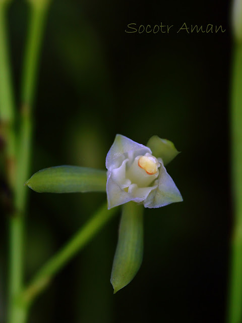 Cymbidium nipponicum