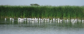 Фото Виталия Бабенко: чайки, лебеди, цапли