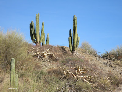 giganta elephant tree and cardon cacti