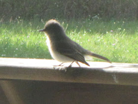 eastern Phoebe