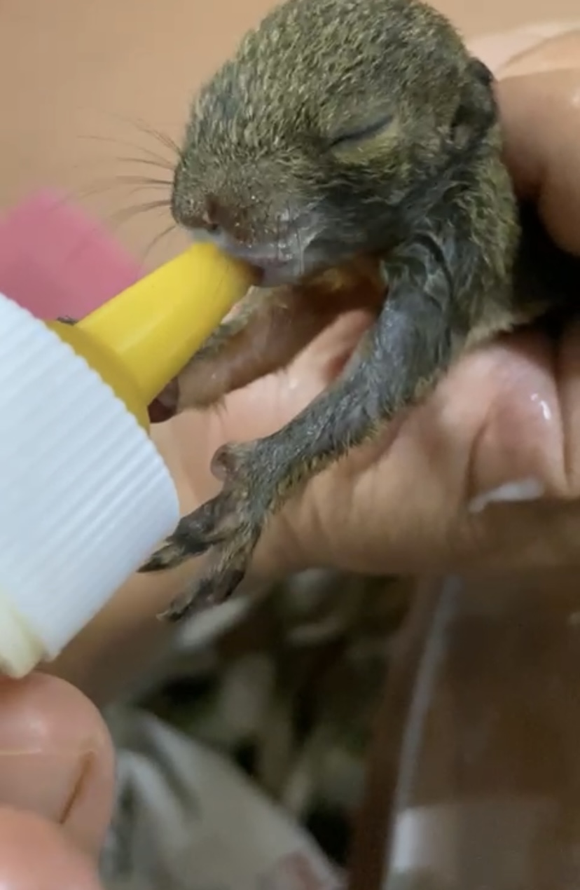 pet, binatang peliharaan, sayang haiwan, haiwan baik