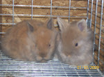 Emma-Lee's mystery color babies
