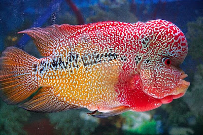 ikan louhan