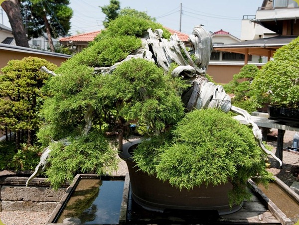 Manseien-bonsai-1000years-old