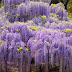  Tử đằng - Wisteria floribunda ,WIS00085