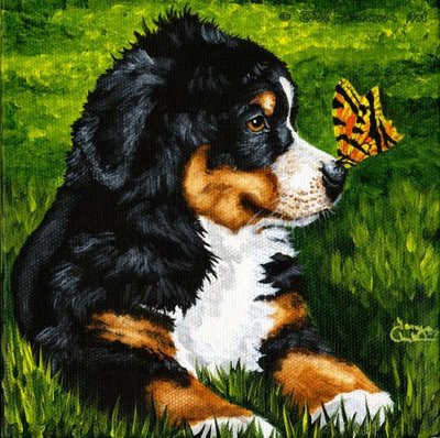 bernese mountain dog puppies. Bernese Mountain Dog Puppy