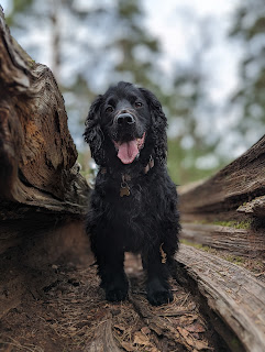 Boris the Black Cocker Spaniel standing inside the split trunk of a fallen tree, he's looking intently at the camera