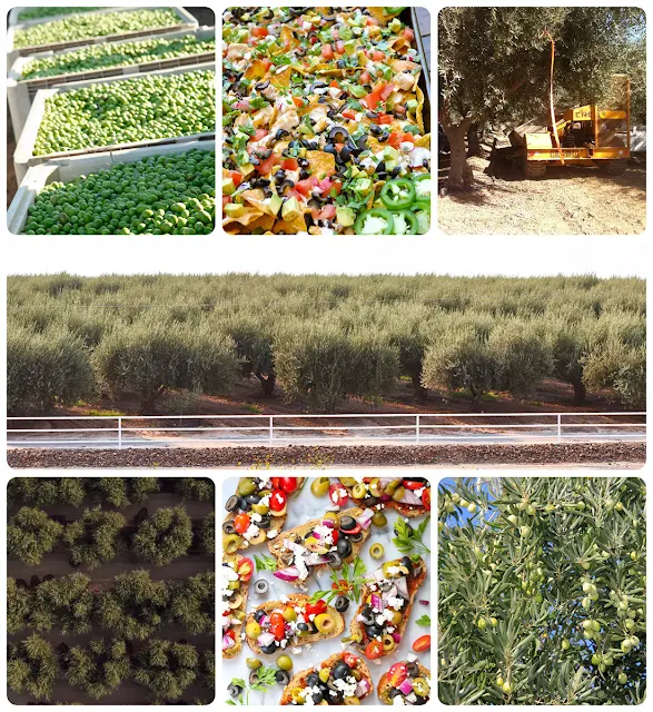 Aceitunas-de-California