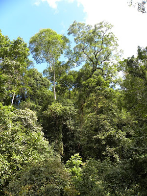 Bosque Lluvioso rain forest