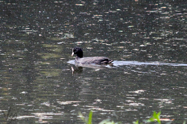 Eurasian coot bird