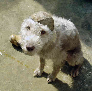 Bedlington Terrier Puppies