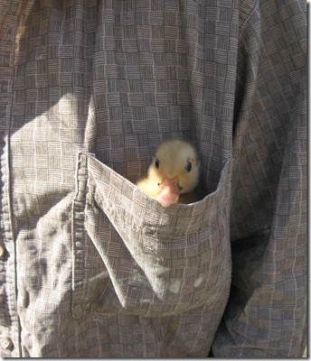 ducks 001