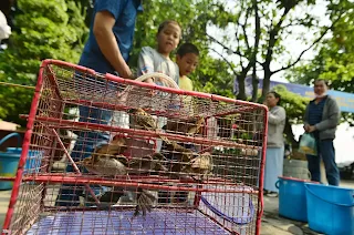 Làm ơn chấm dứt trò phóng sinh