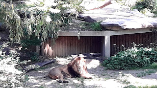 Stuttgart - co warto zobaczyć: zoo (ogród zoologiczny) i ogród botaniczny Wilhelma