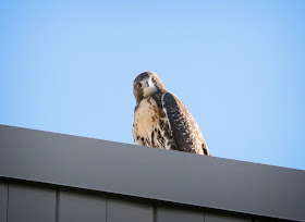 Tompkins Square hawk fledgling on a roof