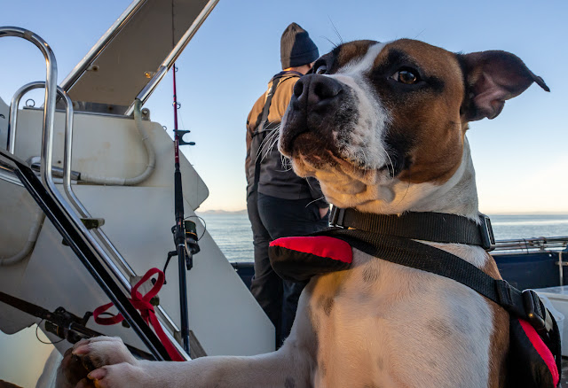 Photo of Ruby standing on her hind legs on Ravensdale's aft deck