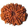 TWELVE (12) MUKHI RUDRAKSHA 