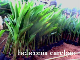 heliconia carebae