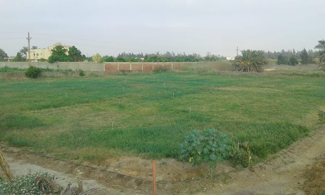 مزارع للبيع بطريق مصر اسكندرية الصحراوى, مزرعه للبيع في طريق مصر اسكندريه الصحراوي