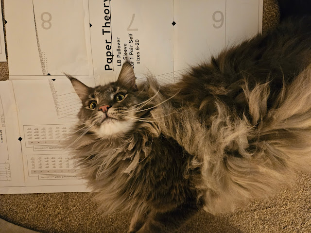 Large grey Maine Coon cat lying on pdf printed sewing pattern