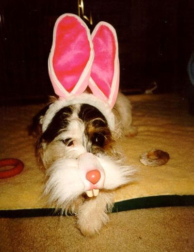 funny dogs dressed up. Easter dogs